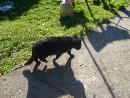 1 des 3 chats !